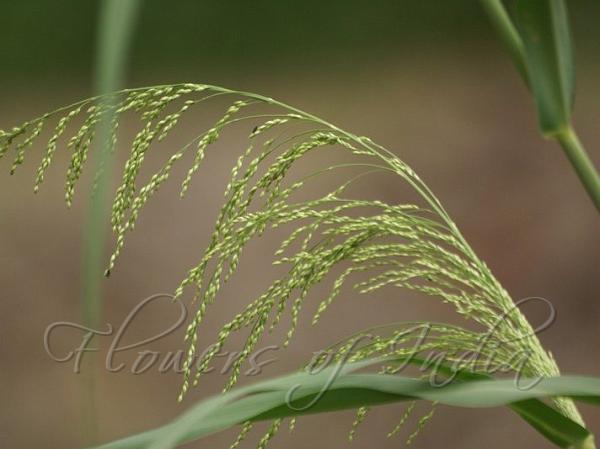 Blue Panicgrass